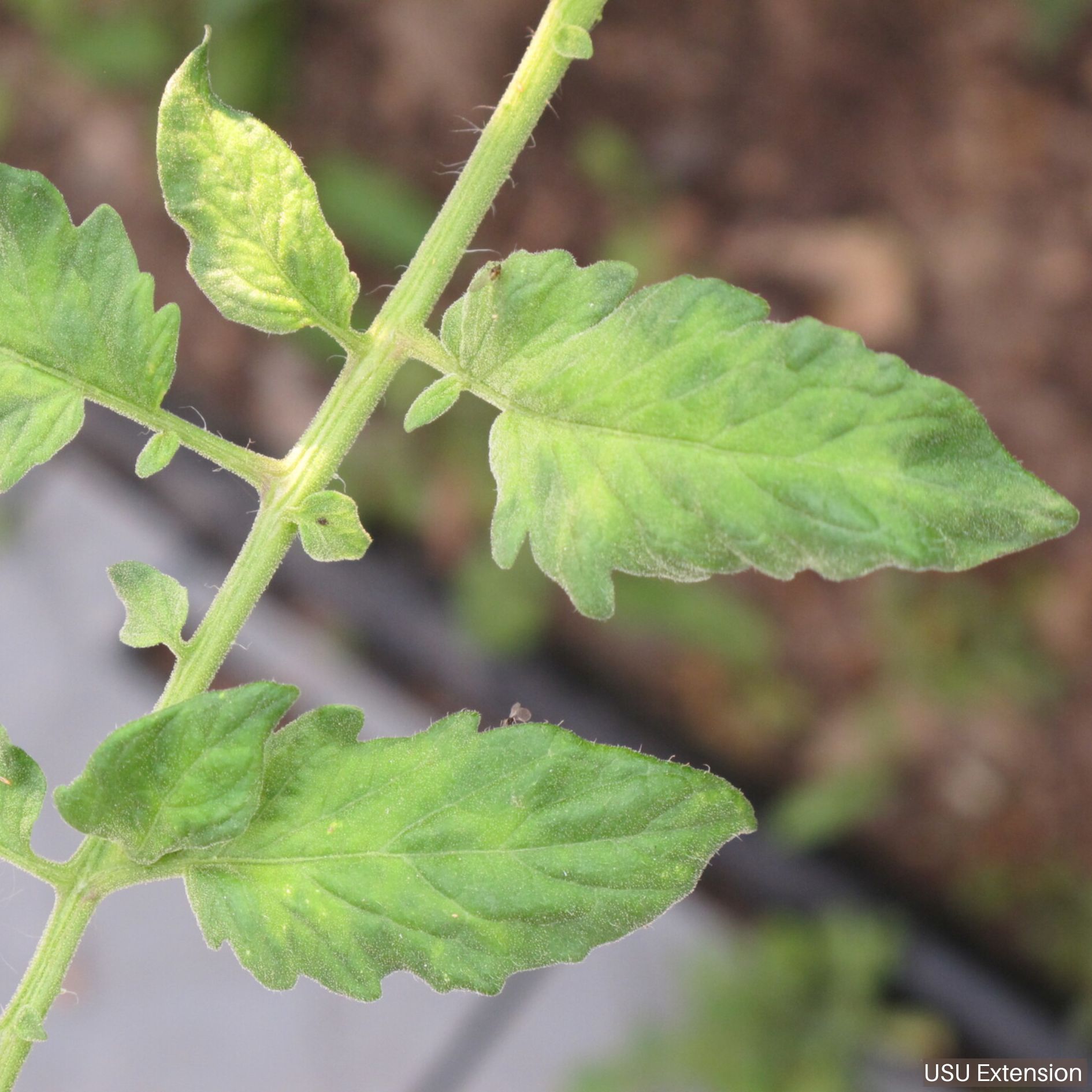 Tomato Mosaic Virus (ToMV): A real threat