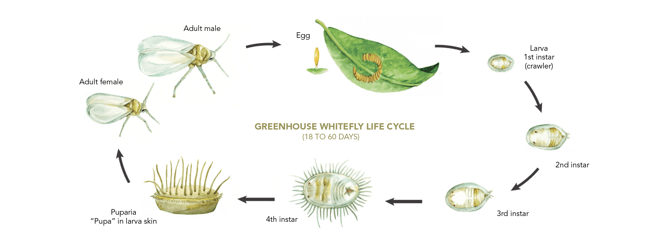 Whitefly growth stages